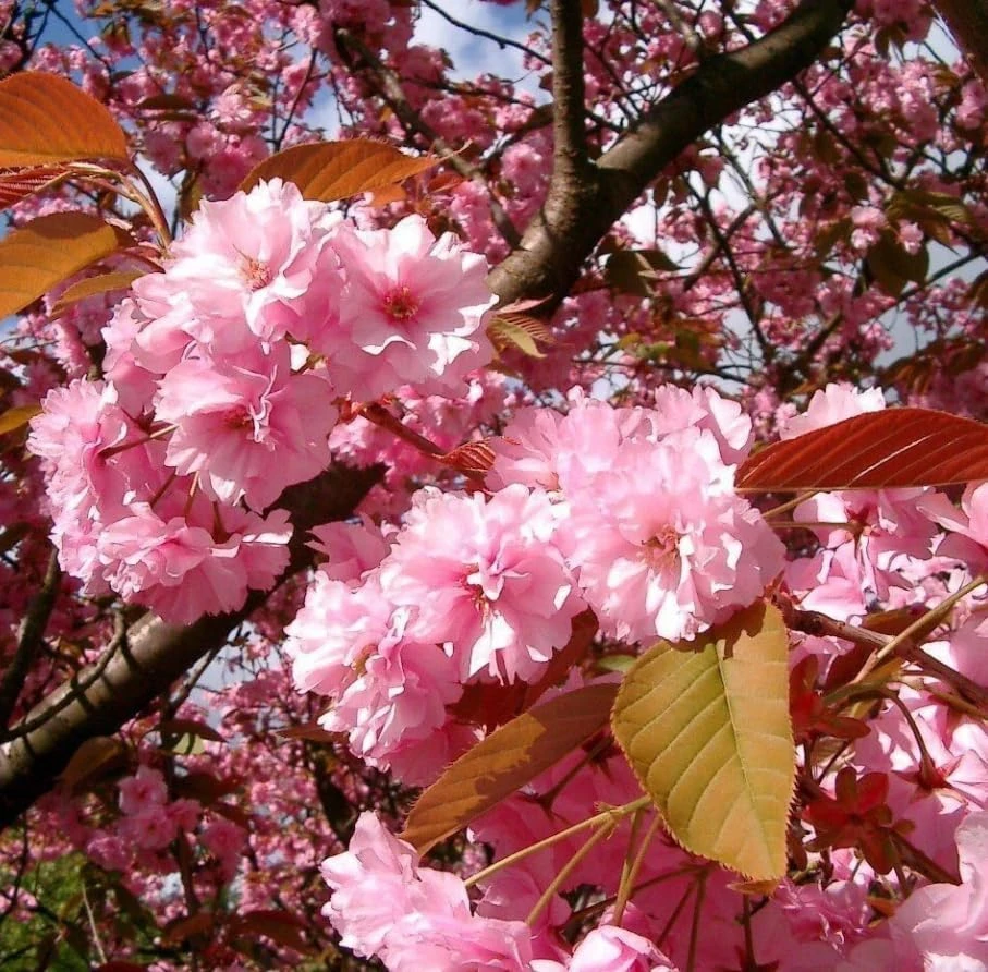 Kwanzan Flowering Cherry Tree – Live Plant, Double Pink Blooms, 6-12" Tall - Image 5