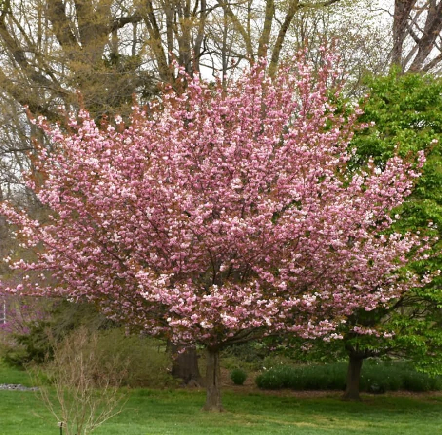 Kwanzan Flowering Cherry Tree – Live Plant, Double Pink Blooms, 6-12" Tall - Image 6