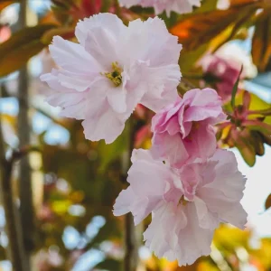 Kwanzan Flowering Cherry Tree – Live Plant, Double Pink Blooms, 6-12