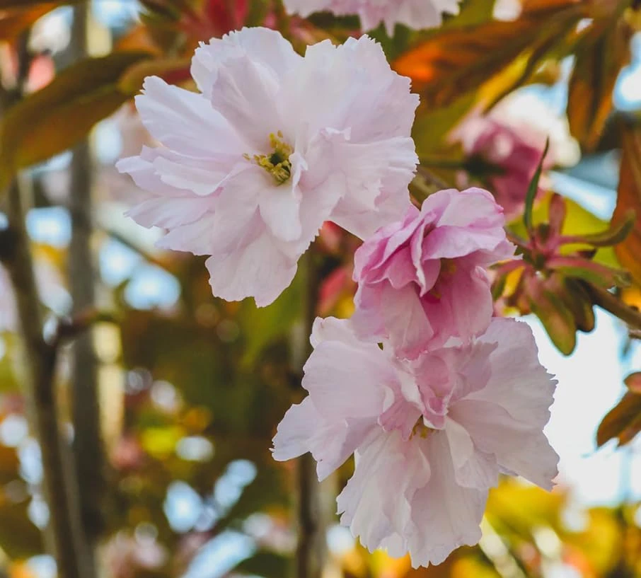 Kwanzan Flowering Cherry Tree – Live Plant, Double Pink Blooms, 6-12" Tall - Image 7