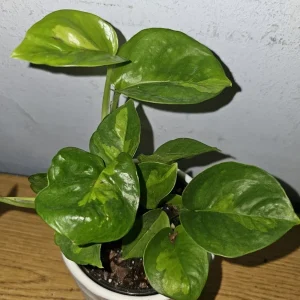 Lemon Meringue Pothos Live Plant - Epipremnum Aureum - 4 inch Nursery Pot - Indoor/Outdoor - Image 2
