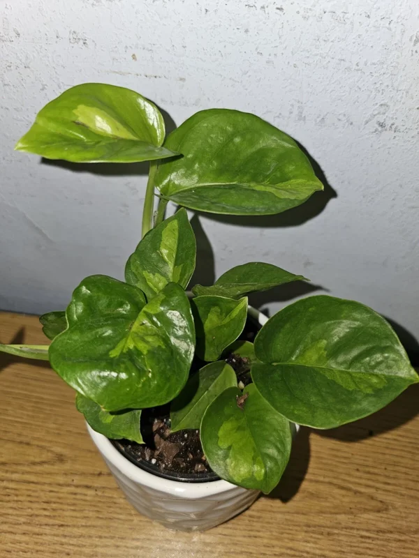 Lemon Meringue Pothos Live Plant - Epipremnum Aureum - 4 inch Nursery Pot - Indoor/Outdoor - Image 2