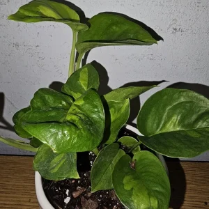 Lemon Meringue Pothos Live Plant - Epipremnum Aureum - 4 inch Nursery Pot - Indoor/Outdoor - Image 3