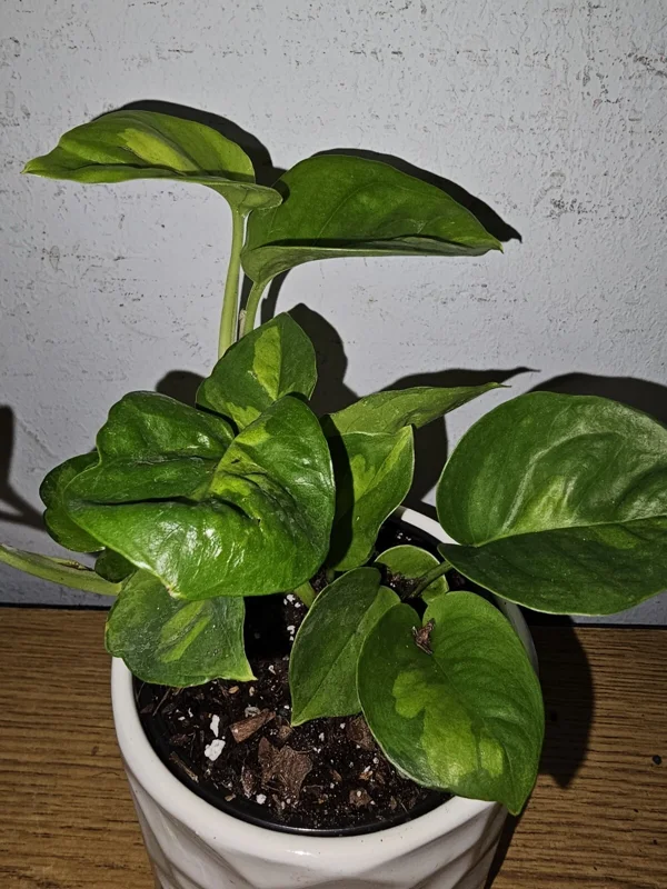 Lemon Meringue Pothos Live Plant - Epipremnum Aureum - 4 inch Nursery Pot - Indoor/Outdoor - Image 3