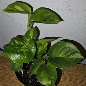 Lemon Meringue Pothos Live Plant - Epipremnum Aureum - 4 inch Nursery Pot - Indoor/Outdoor - Image 4
