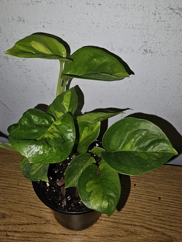 Lemon Meringue Pothos Live Plant - Epipremnum Aureum - 4 inch Nursery Pot - Indoor/Outdoor - Image 4