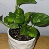 Lemon Meringue Pothos Live Plant - Epipremnum Aureum - 4 inch Nursery Pot - Indoor/Outdoor - Image 1