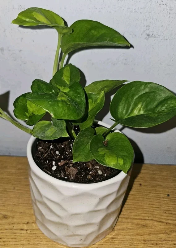Lemon Meringue Pothos Live Plant - Epipremnum Aureum - 4 inch Nursery Pot - Indoor/Outdoor - Image 1