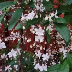 Light Bulb Clerodendrum Chain of Glory Live Plant 7-10