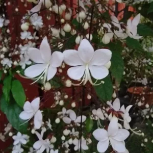 Light Bulb Clerodendrum Chain of Glory Live Plant 7-10