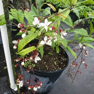 Light Bulb Clerodendrum Chain of Glory Live Plant 7-10