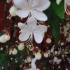 Light Bulb Clerodendrum Chain of Glory Live Plant 7-10" Tall Indoor/Outdoor - Image 1
