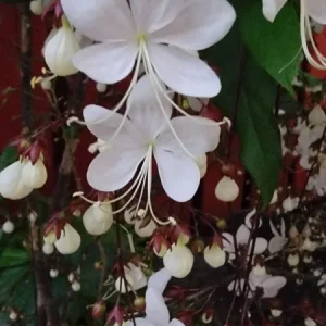 Light Bulb Clerodendrum Chain of Glory Live Plant 7-10