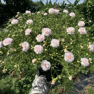Light Pink Moss Rose Portulaca grandiflora Seeds - Heirloom Succulent - 30 Seed Pack - Image 10