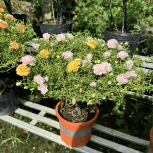 Light Pink Moss Rose Portulaca grandiflora Seeds - Heirloom Succulent - 30 Seed Pack - Image 12
