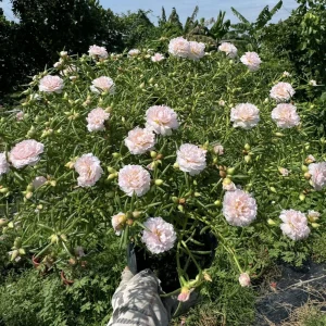Light Pink Moss Rose Portulaca grandiflora Seeds - Heirloom Succulent - 30 Seed Pack - Image 13