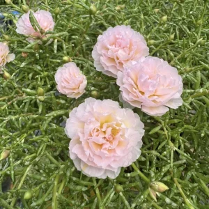 Light Pink Moss Rose Portulaca grandiflora Seeds - Heirloom Succulent - 30 Seed Pack - Image 14