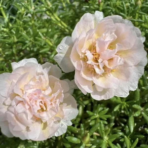 Light Pink Moss Rose Portulaca grandiflora Seeds - Heirloom Succulent - 30 Seed Pack - Image 15