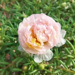 Light Pink Moss Rose Portulaca grandiflora Seeds - Heirloom Succulent - 30 Seed Pack - Image 16