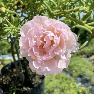 Light Pink Moss Rose Portulaca grandiflora Seeds - Heirloom Succulent - 30 Seed Pack - Image 17