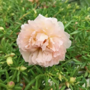 Light Pink Moss Rose Portulaca grandiflora Seeds - Heirloom Succulent - 30 Seed Pack - Image 18