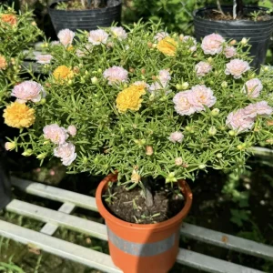 Light Pink Moss Rose Portulaca grandiflora Seeds - Heirloom Succulent - 30 Seed Pack - Image 2