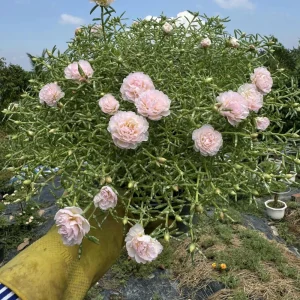 Light Pink Moss Rose Portulaca grandiflora Seeds - Heirloom Succulent - 30 Seed Pack - Image 3