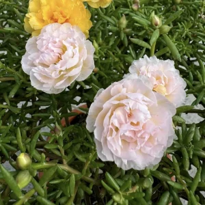 Light Pink Moss Rose Portulaca grandiflora Seeds - Heirloom Succulent - 30 Seed Pack - Image 4