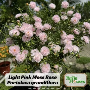 Light Pink Moss Rose Portulaca grandiflora Seeds - Heirloom Succulent - 30 Seed Pack - Image 1
