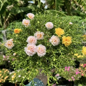 Light Pink Moss Rose Portulaca grandiflora Seeds - Heirloom Succulent - 30 Seed Pack - Image 7
