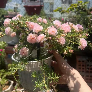 Light Pink Moss Rose Portulaca grandiflora Seeds - Heirloom Succulent - 30 Seed Pack - Image 8