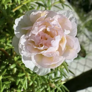 Light Pink Moss Rose Portulaca grandiflora Seeds - Heirloom Succulent - 30 Seed Pack - Image 9