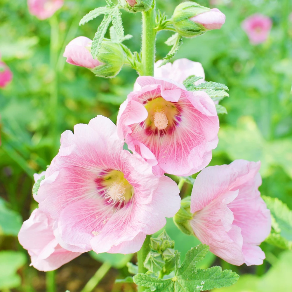 Light Pink Single Hollyhock Seeds - Alcea rosea - 20 Seeds, Easy Grow Perennial - Image 10