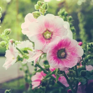 Light Pink Single Hollyhock Seeds - Alcea rosea - 20 Seeds, Easy Grow Perennial - Image 11
