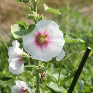 Light Pink Single Hollyhock Seeds - Alcea rosea - 20 Seeds, Easy Grow Perennial - Image 12