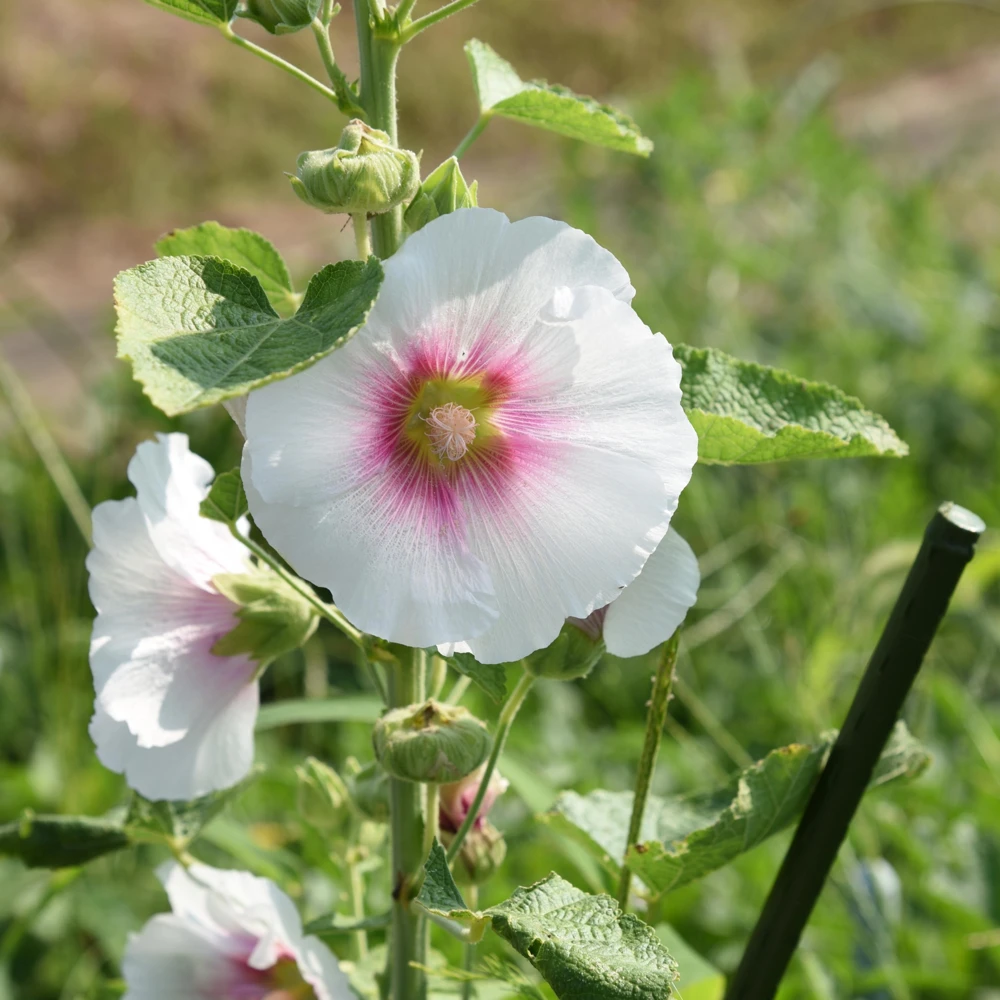 Light Pink Single Hollyhock Seeds - Alcea rosea - 20 Seeds, Easy Grow Perennial - Image 12