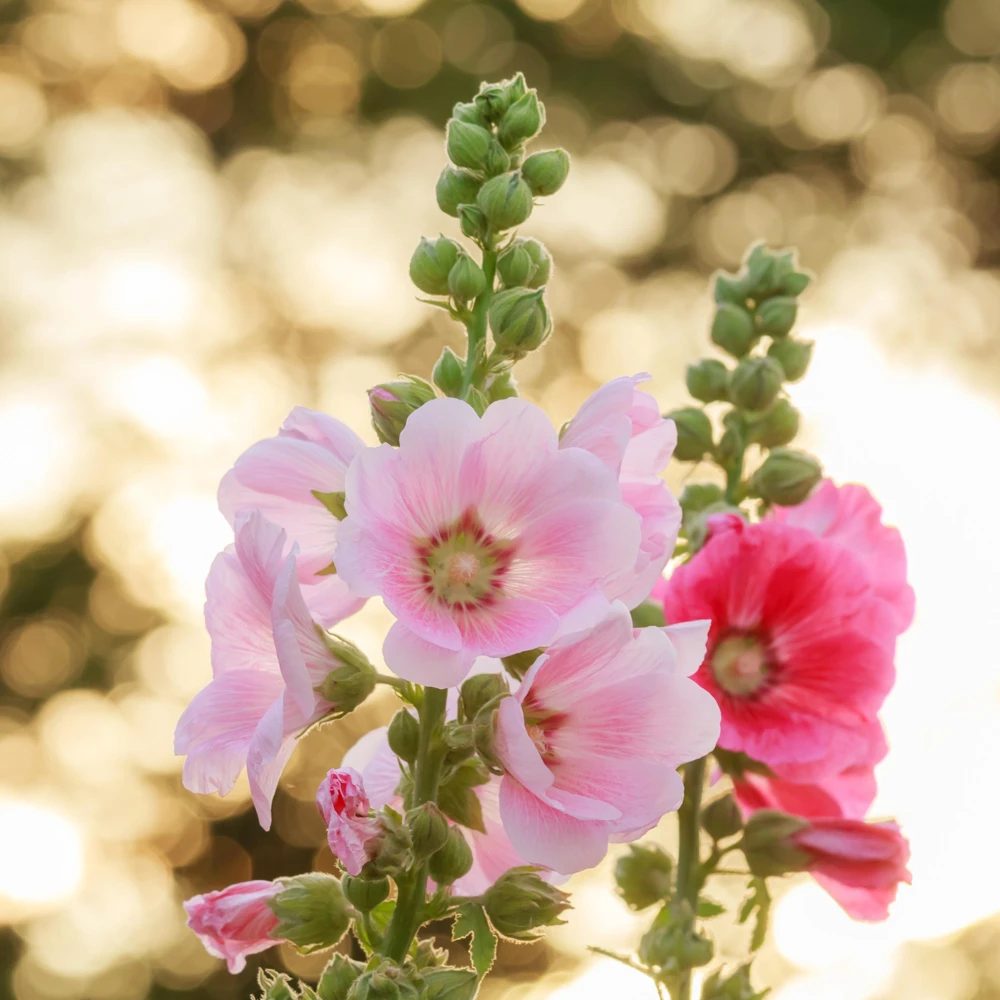 Light Pink Single Hollyhock Seeds - Alcea rosea - 20 Seeds, Easy Grow Perennial - Image 13
