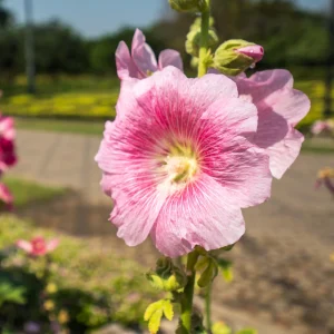 Light Pink Single Hollyhock Seeds - Alcea rosea - 20 Seeds, Easy Grow Perennial - Image 14