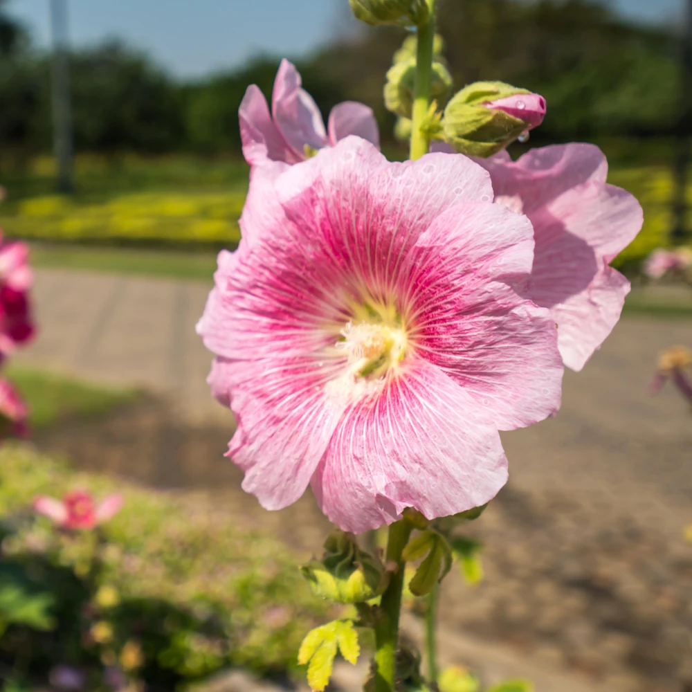 Light Pink Single Hollyhock Seeds - Alcea rosea - 20 Seeds, Easy Grow Perennial - Image 14