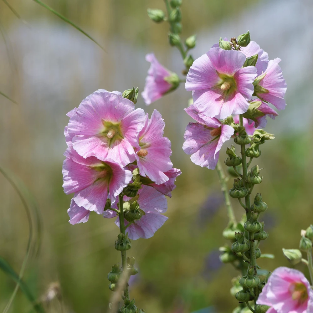 Light Pink Single Hollyhock Seeds - Alcea rosea - 20 Seeds, Easy Grow Perennial - Image 15