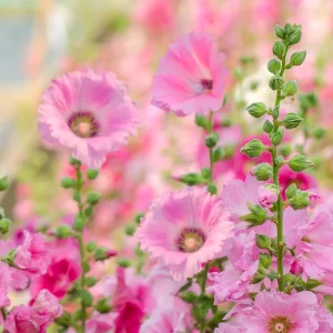 Light Pink Single Hollyhock Seeds - Alcea rosea - 20 Seeds, Easy Grow Perennial - Image 16