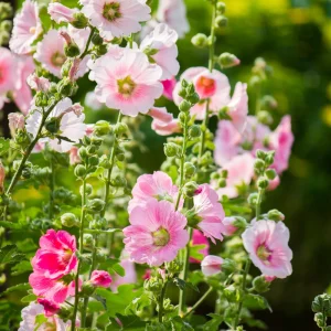 Light Pink Single Hollyhock Seeds - Alcea rosea - 20 Seeds, Easy Grow Perennial - Image 17