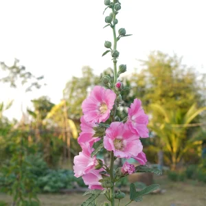 Light Pink Single Hollyhock Seeds - Alcea rosea - 20 Seeds, Easy Grow Perennial - Image 18