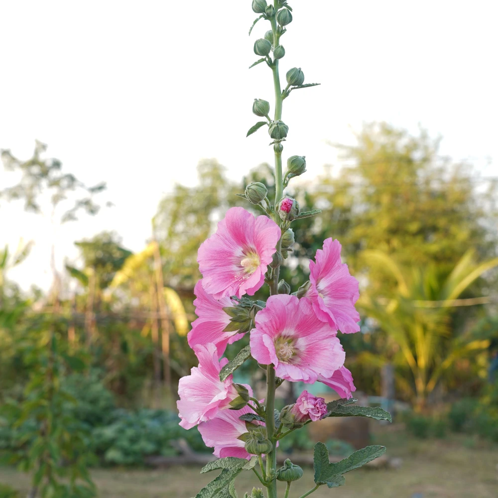 Light Pink Single Hollyhock Seeds - Alcea rosea - 20 Seeds, Easy Grow Perennial - Image 18