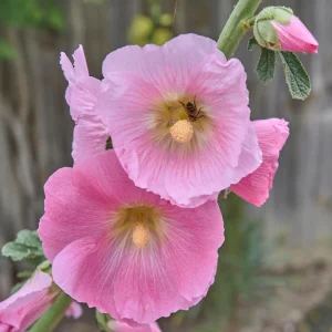 Light Pink Single Hollyhock Seeds - Alcea rosea - 20 Seeds, Easy Grow Perennial - Image 19