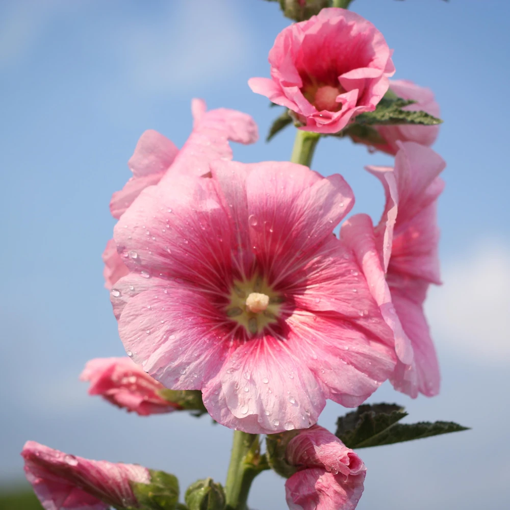 Light Pink Single Hollyhock Seeds - Alcea rosea - 20 Seeds, Easy Grow Perennial - Image 2