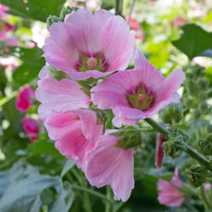 Light Pink Single Hollyhock Seeds - Alcea rosea - 20 Seeds, Easy Grow Perennial - Image 3