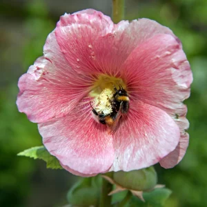 Light Pink Single Hollyhock Seeds - Alcea rosea - 20 Seeds, Easy Grow Perennial - Image 4