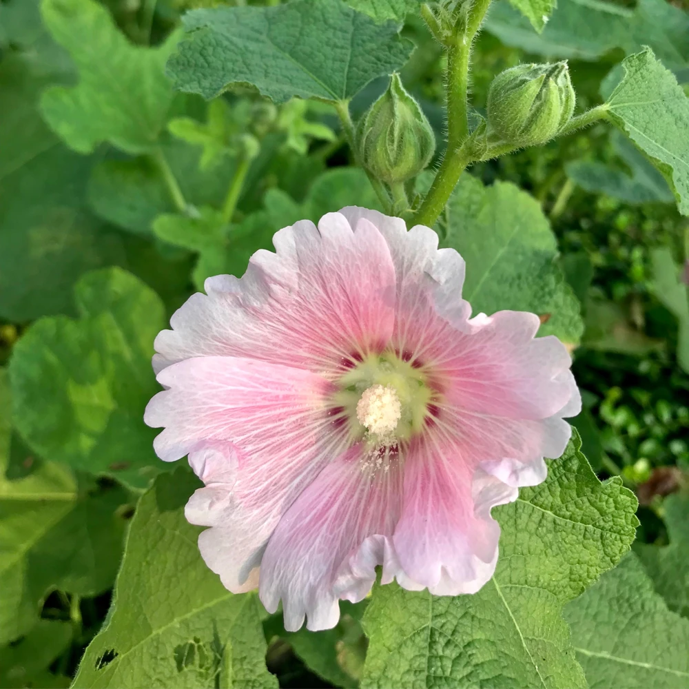 Light Pink Single Hollyhock Seeds - Alcea rosea - 20 Seeds, Easy Grow Perennial - Image 5