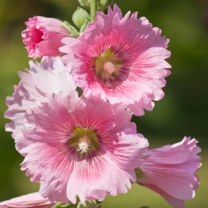 Light Pink Single Hollyhock Seeds - Alcea rosea - 20 Seeds, Easy Grow Perennial - Image 6